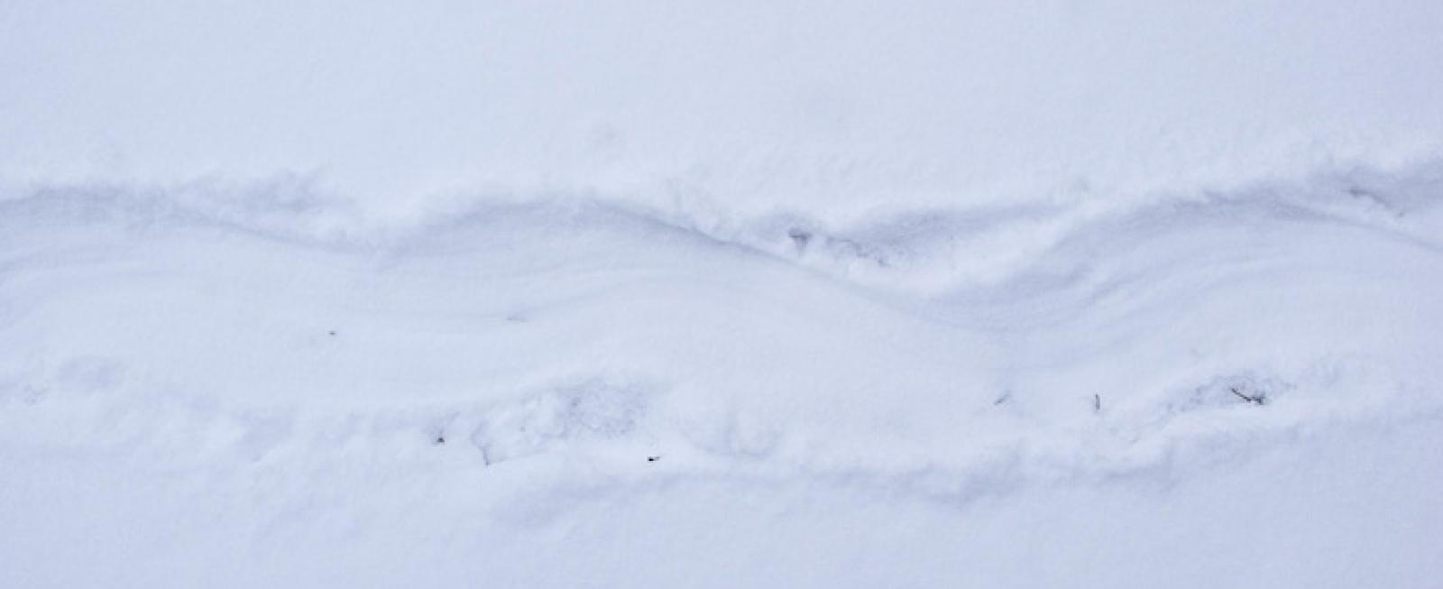 Biberspur in sehr leichtem, trockenem Schnee (© Christof Angst)