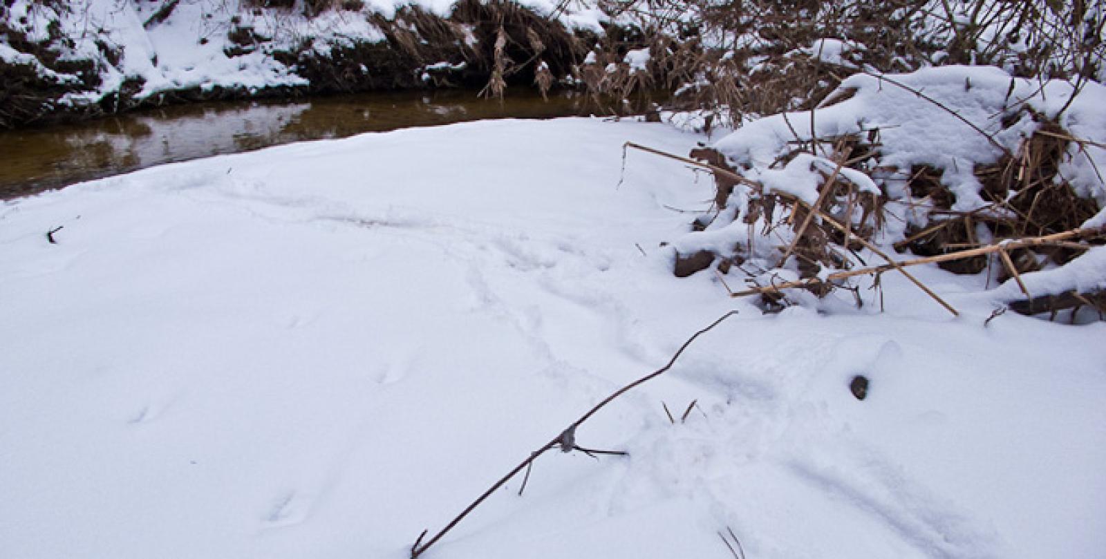 Trace d’un castor dans la neige très légère et sèche (© Christof Angst)