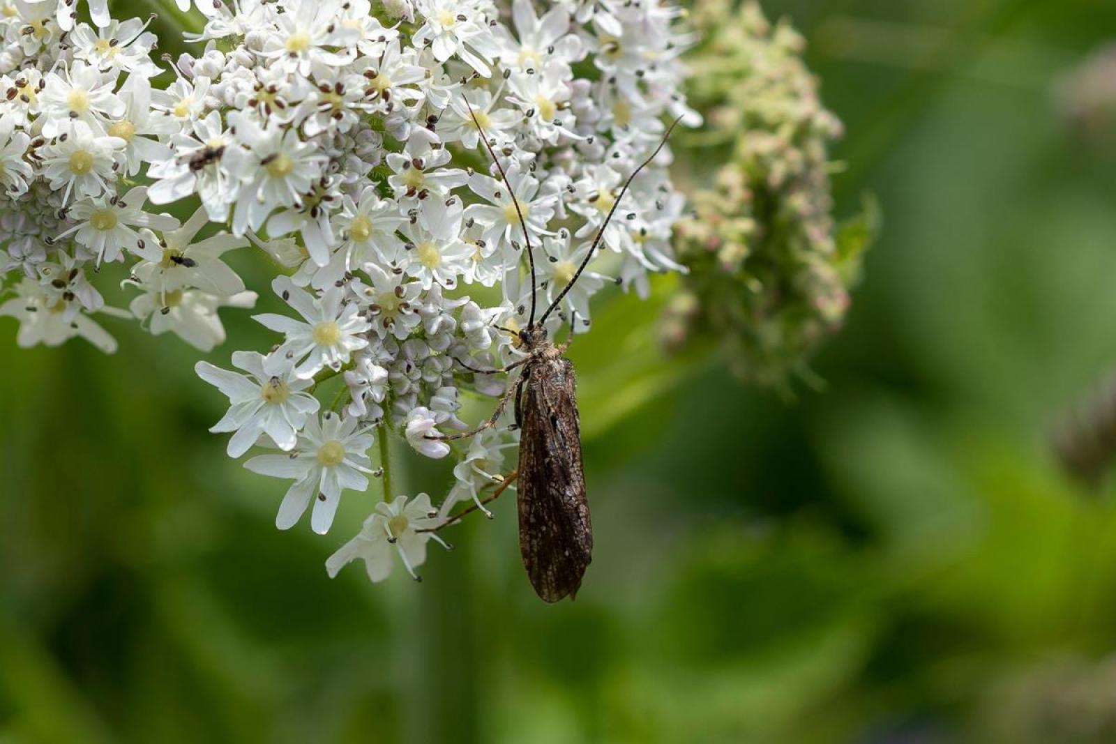 Trichoptère Phryganea grandis