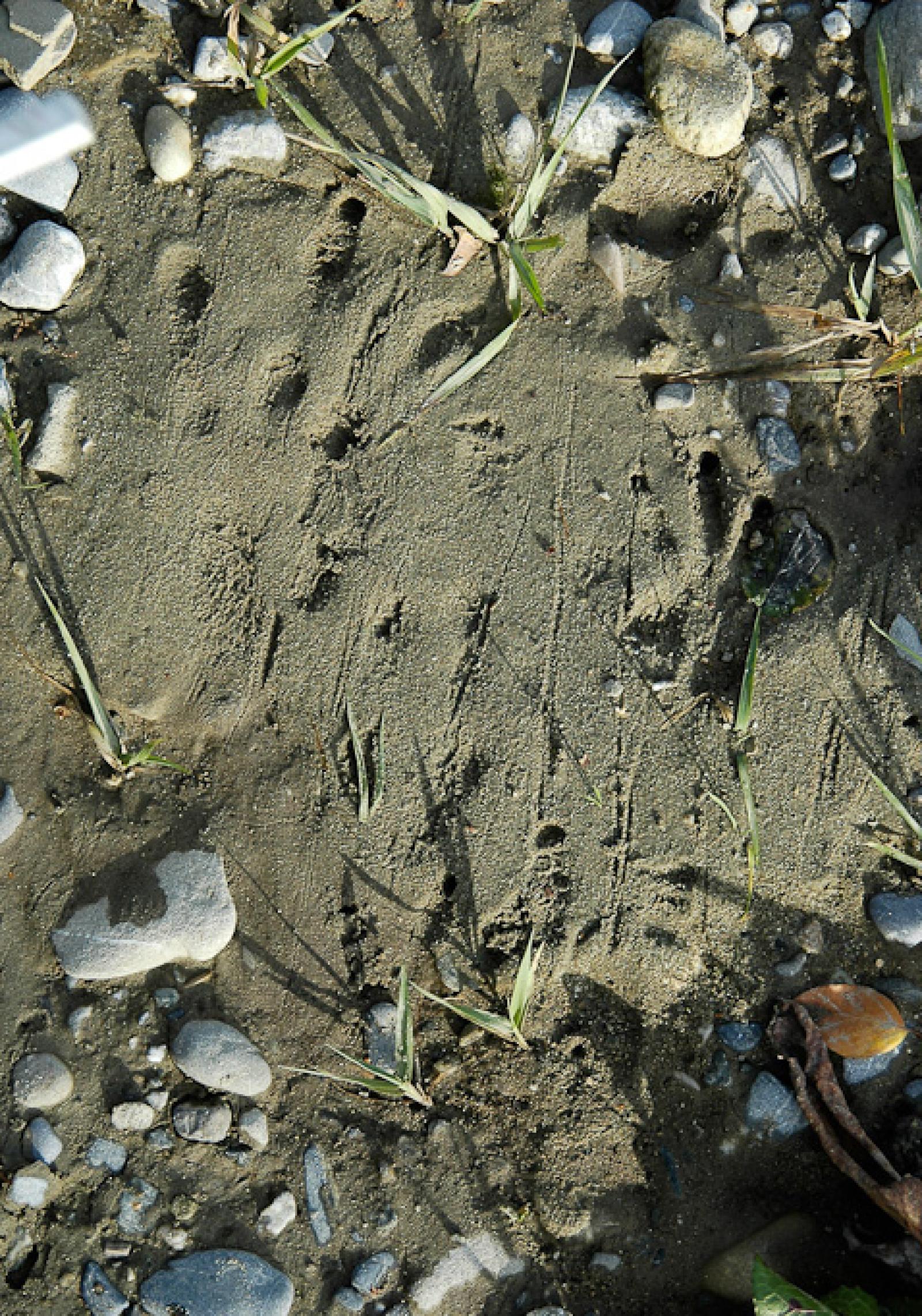  Hinterpfoten- (links) und Vorderpfotenabdruck (rechts) eines Bibers im Sand (© Christof Angst)