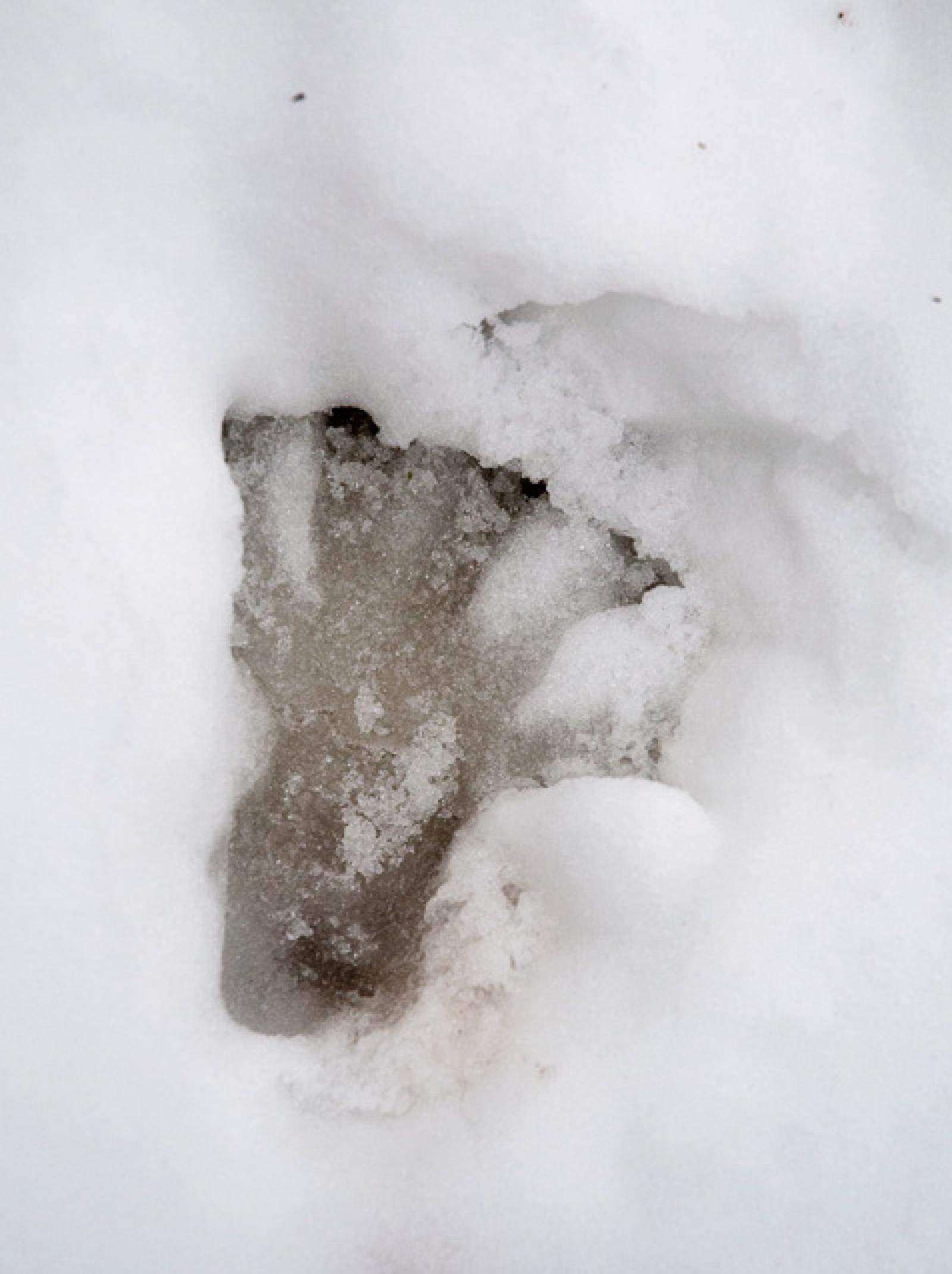 Hinterpfotenabdruck im Schnee (© Christof Angst)