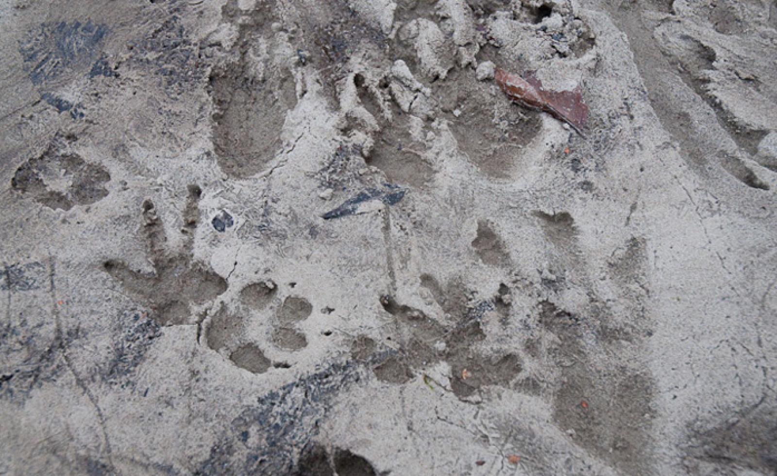 Empreintes de pattes avant (à gauche et au milieu en haut) et arrière (à droite) d’un castor. Pour comparaison, les empreintes d’un chien (au centre) (© Christof Angst)