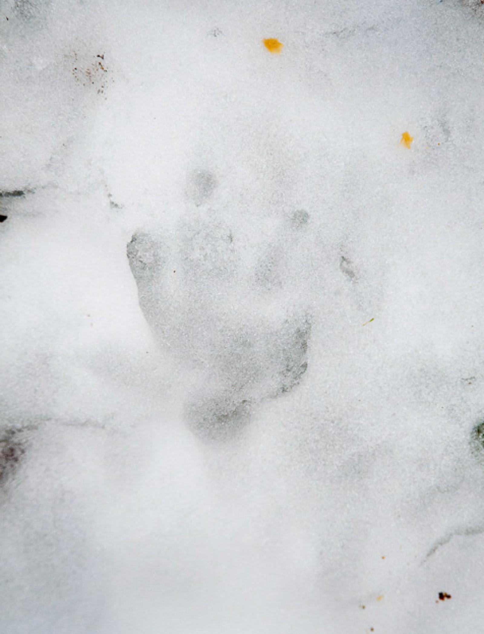 Vorderpfotenabdruck im Schnee (© Christof Angst)