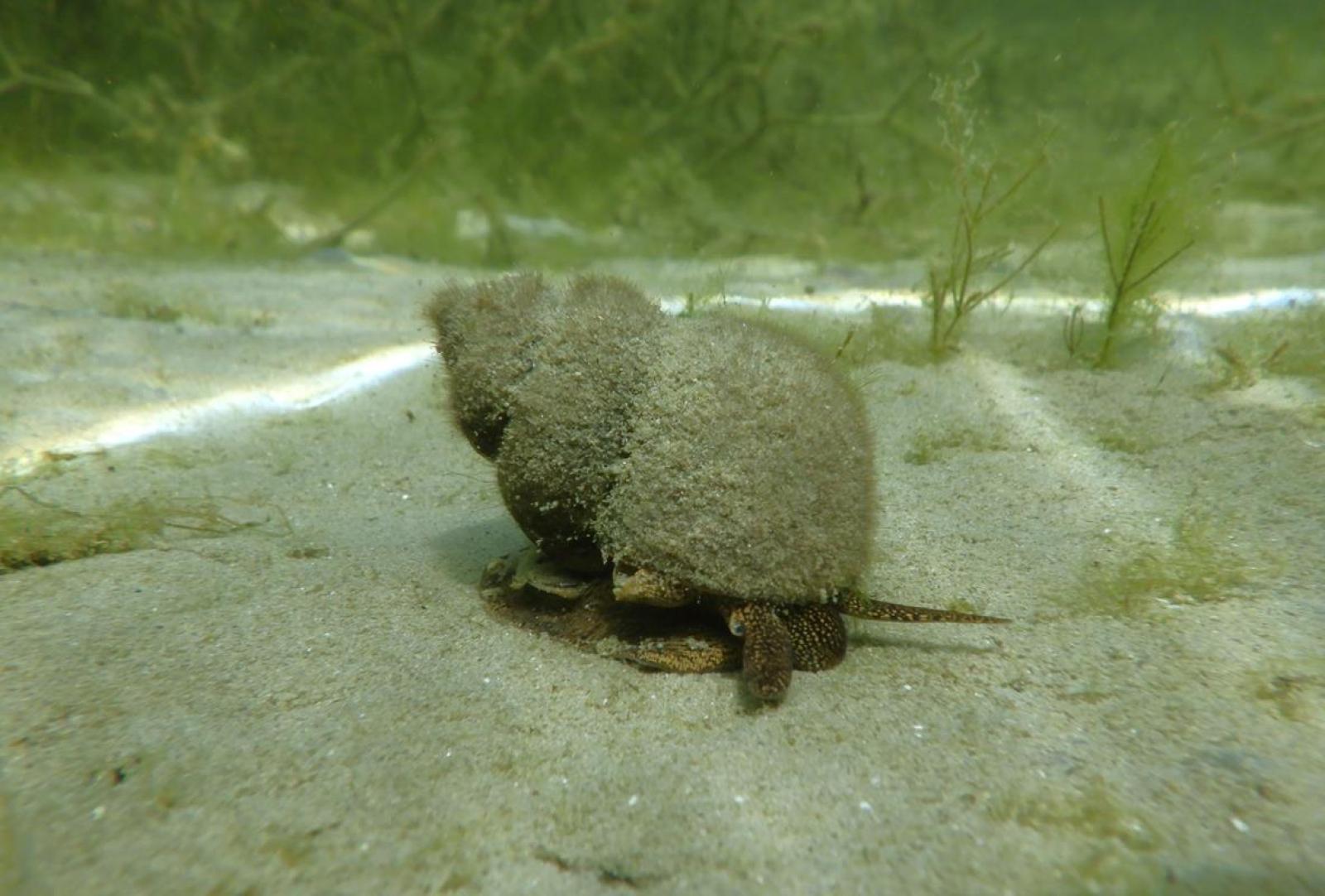 Mollusque aquatique Viviparus ater