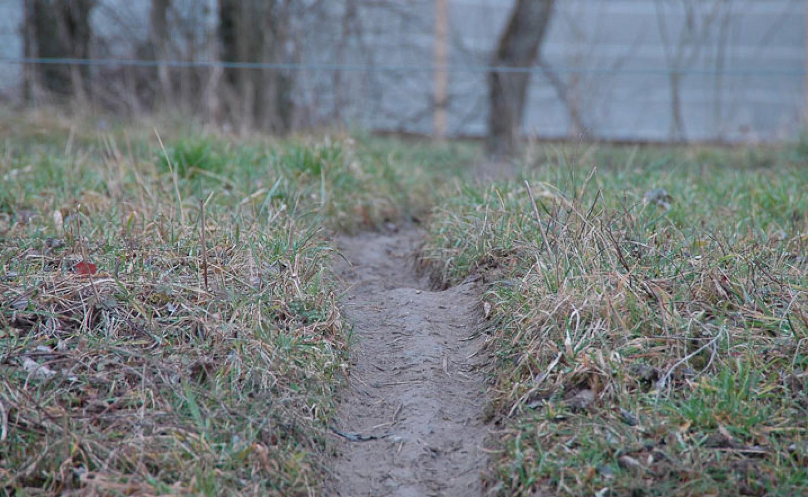 Biberpfad oder Wechsel von einem Teich zum nahen Bach (© Christof Angst)