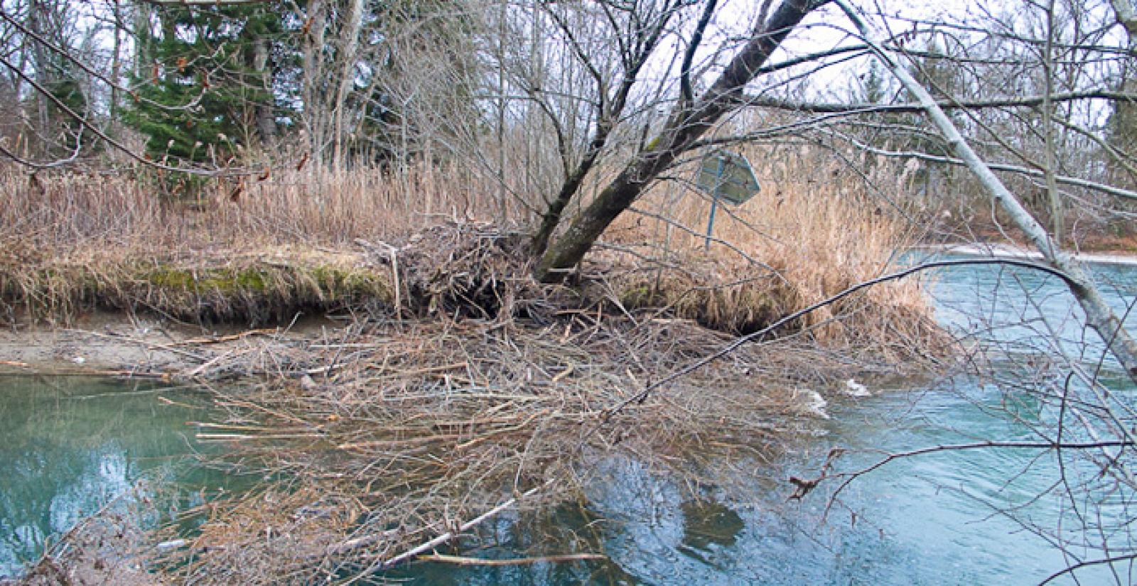 Wintervorrat in einem langsam fliessenden Seitenarm an der Aare (© Christof Angst)