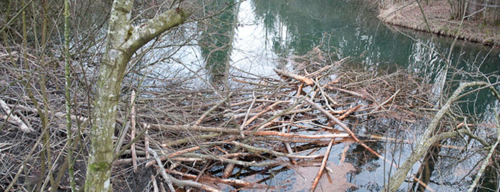 Réserve de nourriture devant une hutte dans un plan d’eau retenu par les castors (© Christof Angst)