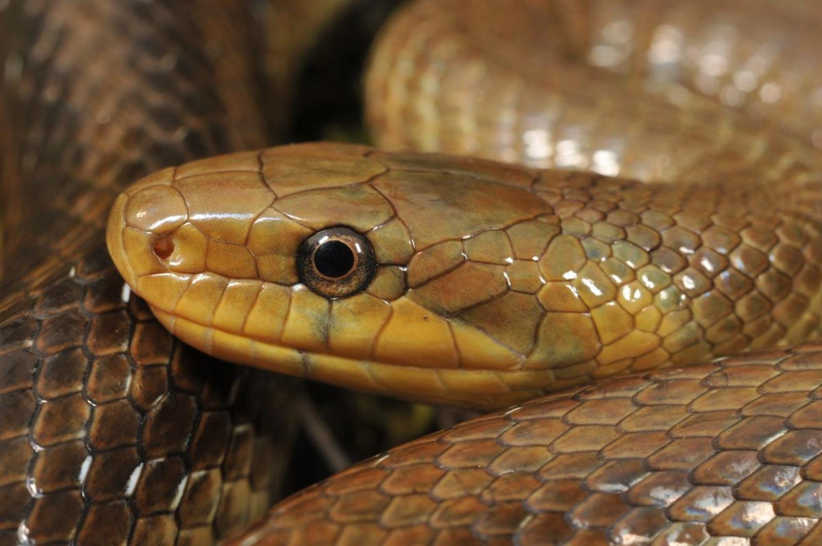 Portrait de la Couleuvre d'Esculape