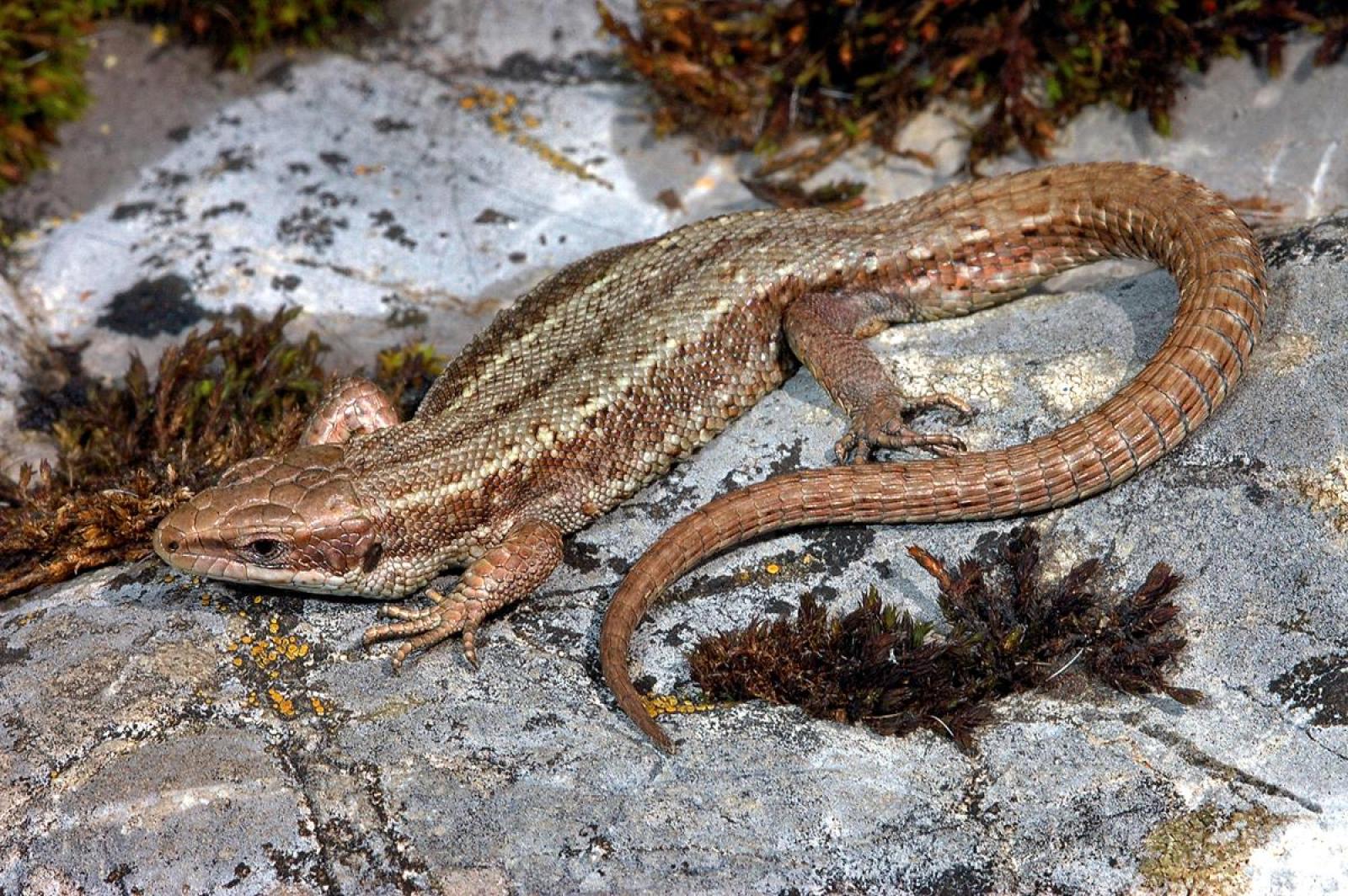 Lézard vivipare se prélassant sur les rochers 