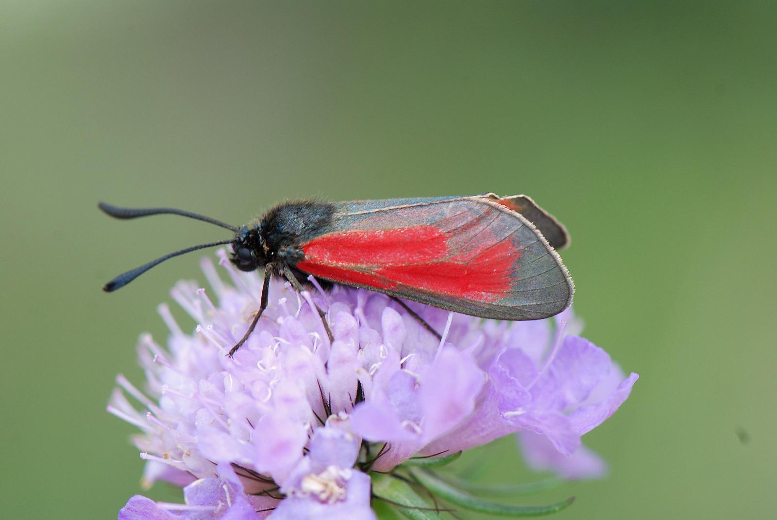 Zygène diaphane: un papillon aux ailes rouges