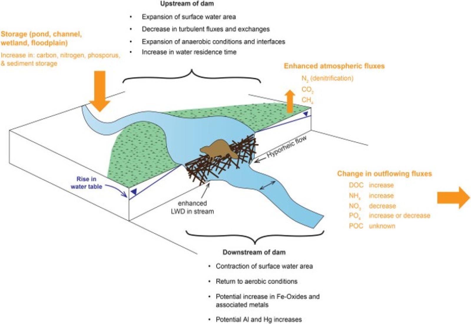 Illustration d'un barrage de castor