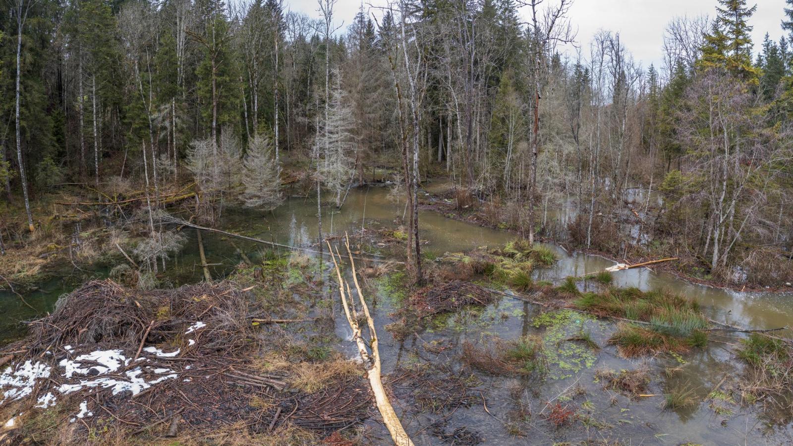 Image par drone d'un territoire de castors en forêt