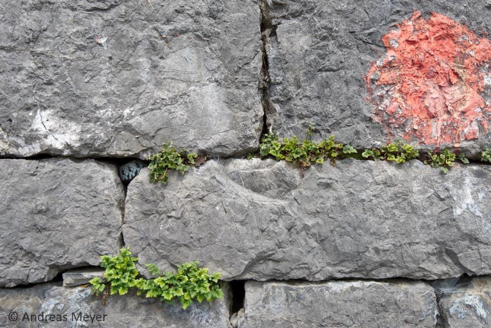 Une Couleuvre à collier helvétique dans un mur en pierres sèches