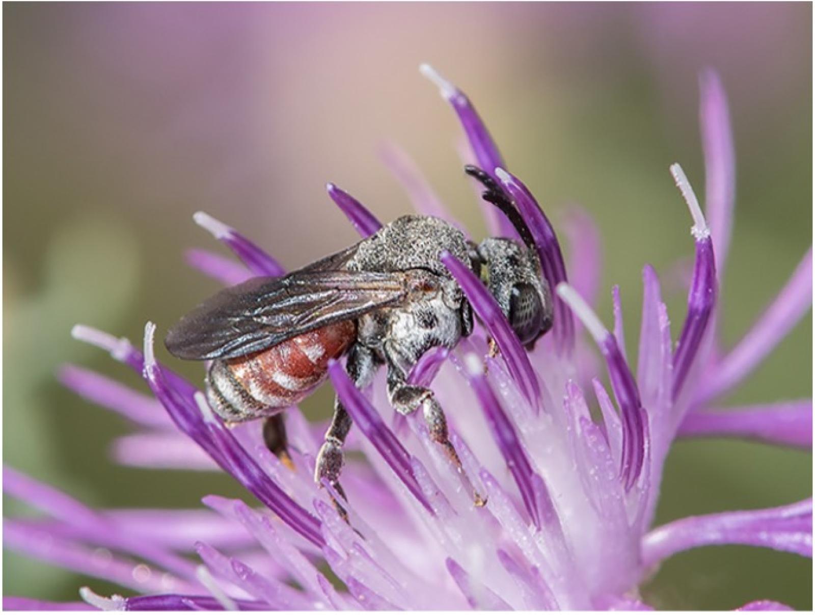 Ape Ammobates punctatus su un fiore
