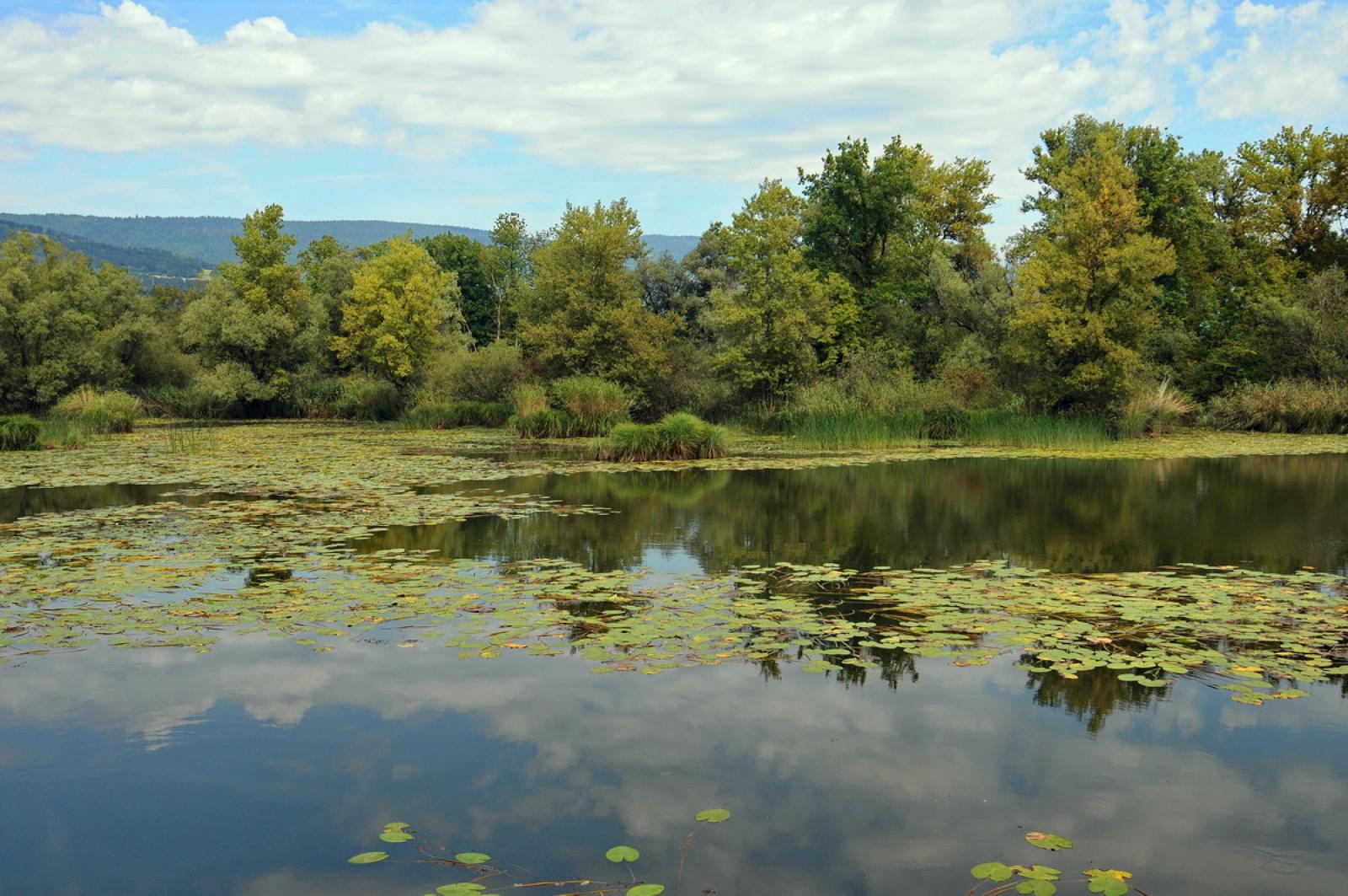 Grande stagno con ricca vegetazione