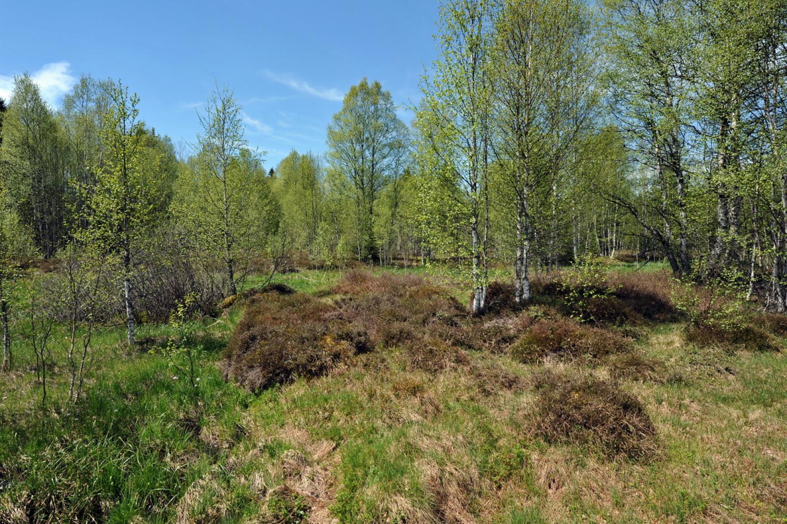 Haut-marais avec buissons