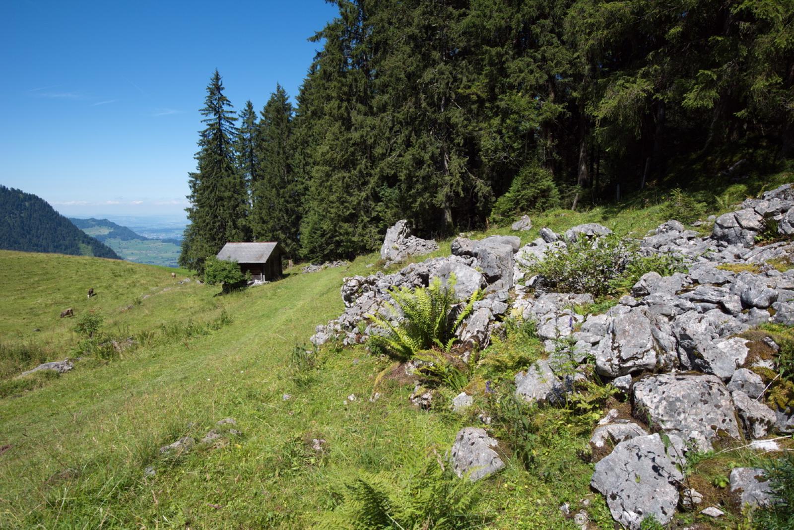 Cumuli di pietre in un prato alpino