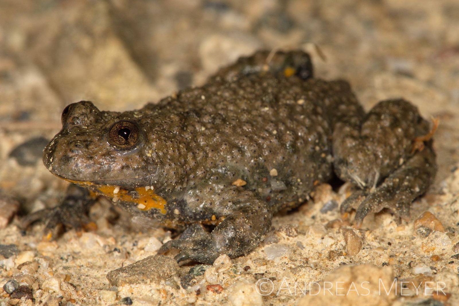 Petite grenouille couleur argile avec pupille en forme de cœur
