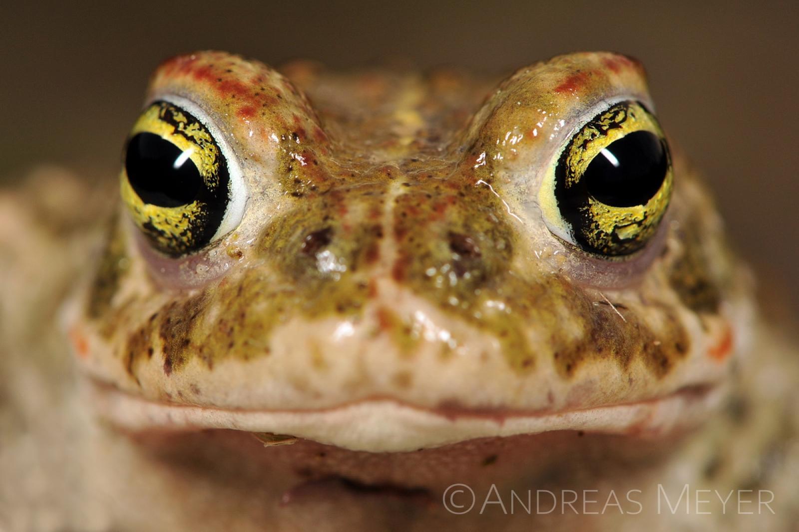 Portrait du Crapaud calamite