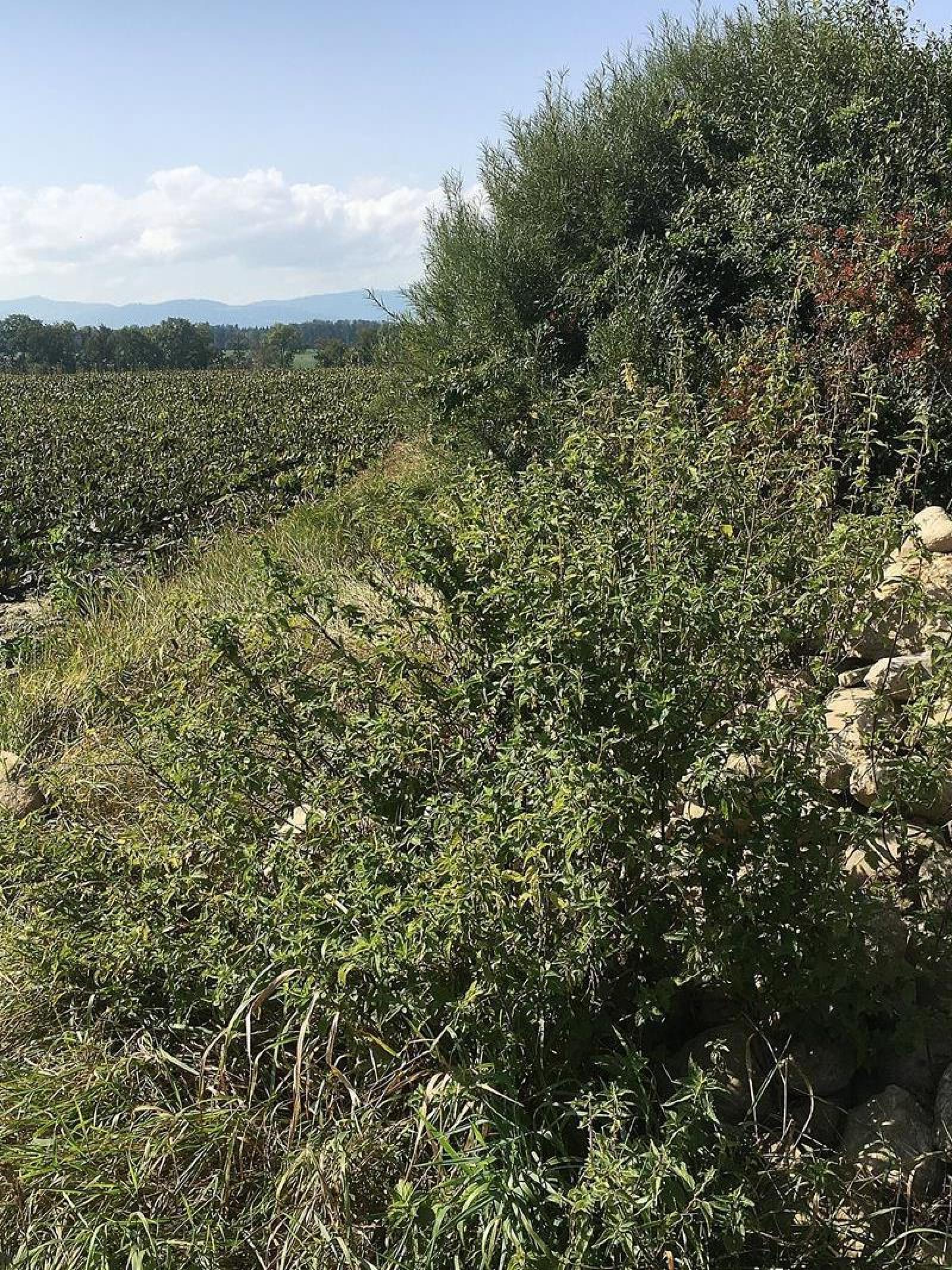 Cumuli di pietre e siepe