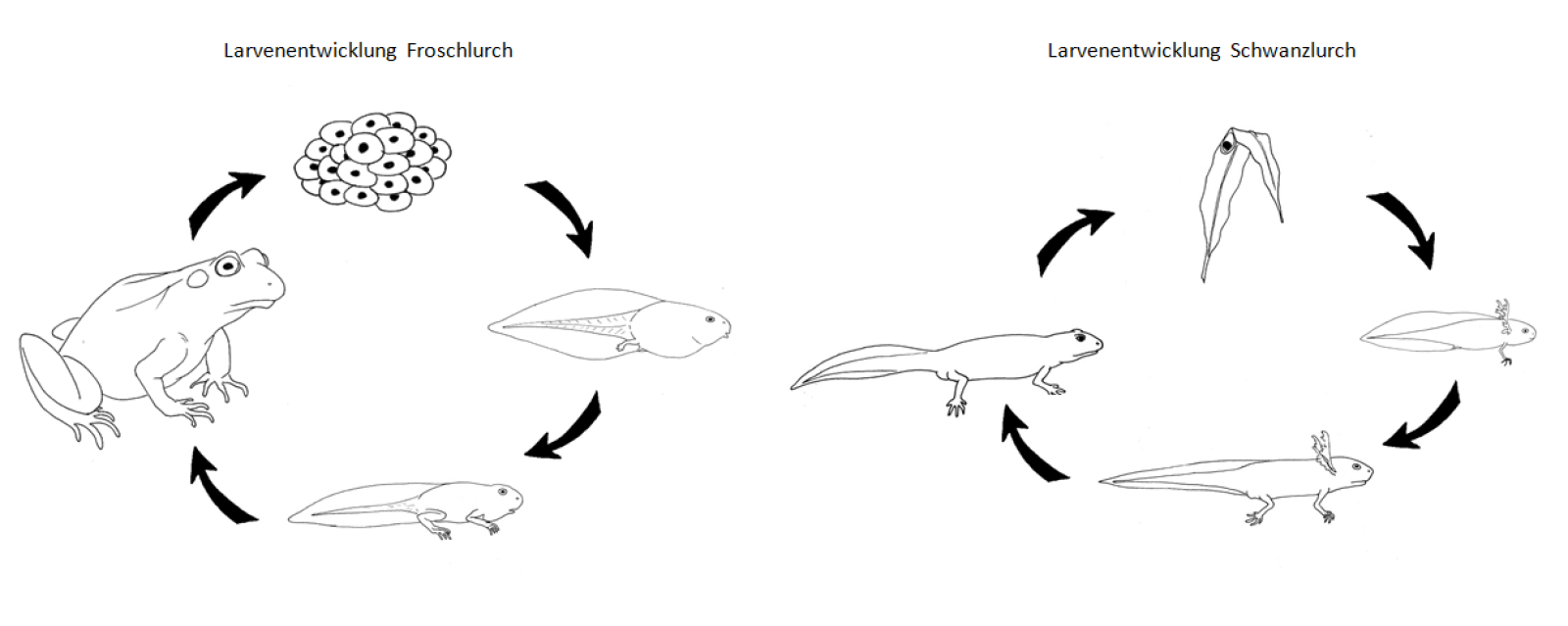 Grafik: Lebenszyklus eines Wasserfrosches und eines Molches 