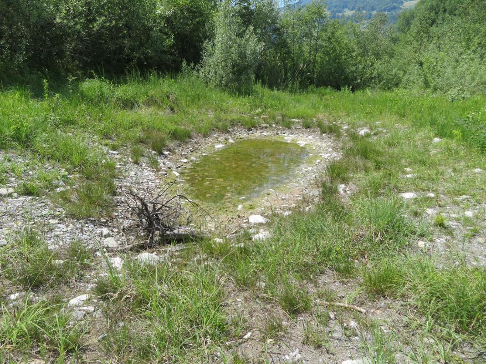 Mare peu profonde dans une prairie