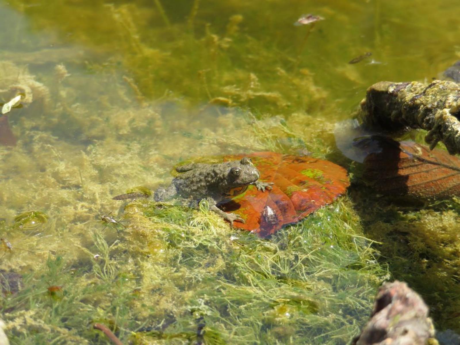 Grau gefärbte Gelbbauchunke schaut aus dem Wasser