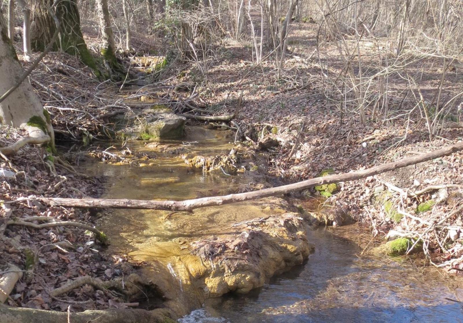 Forêt alluviale avec ruisseau