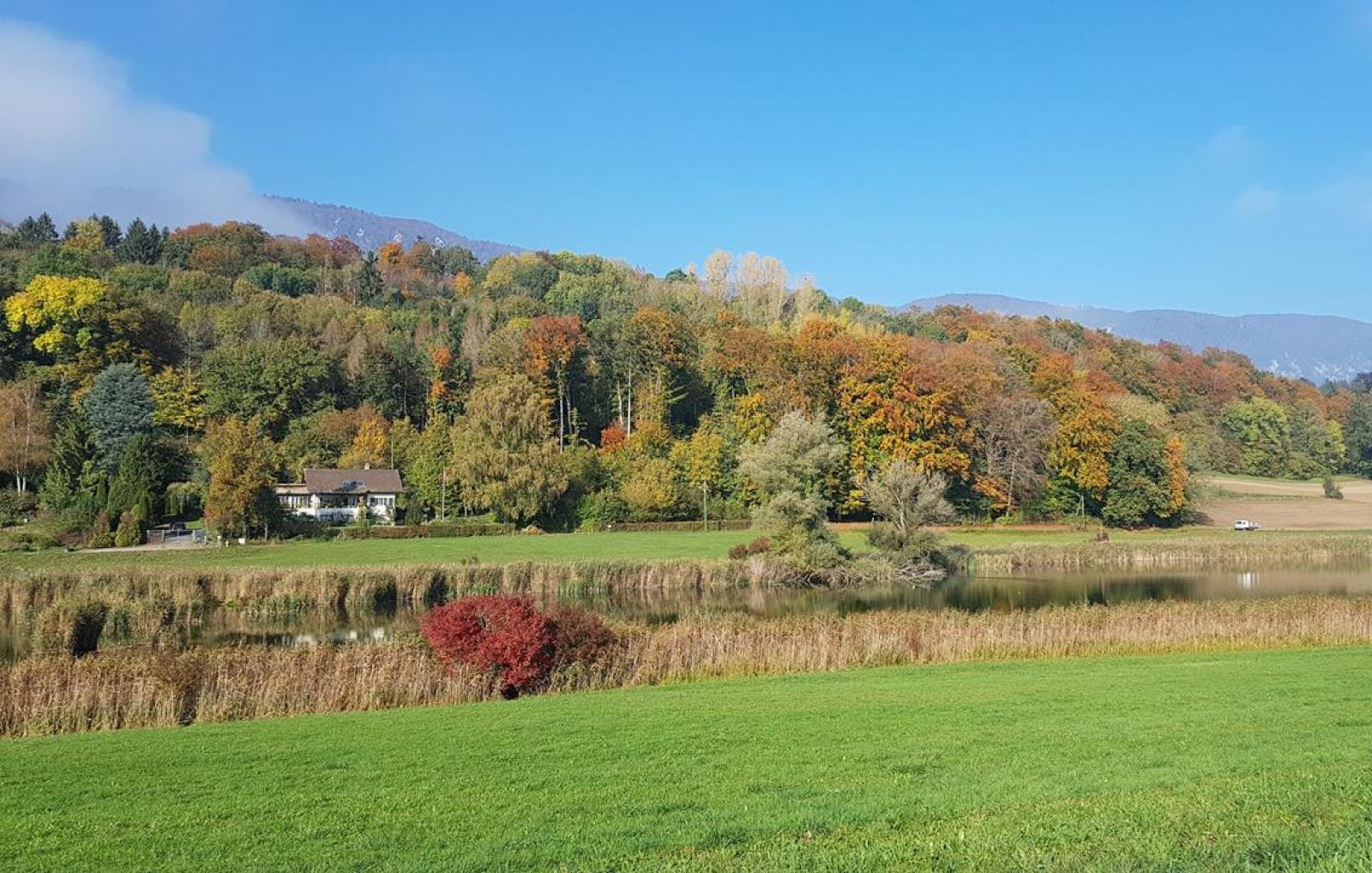 Grosser Weiher mit reicher Ufervegetation