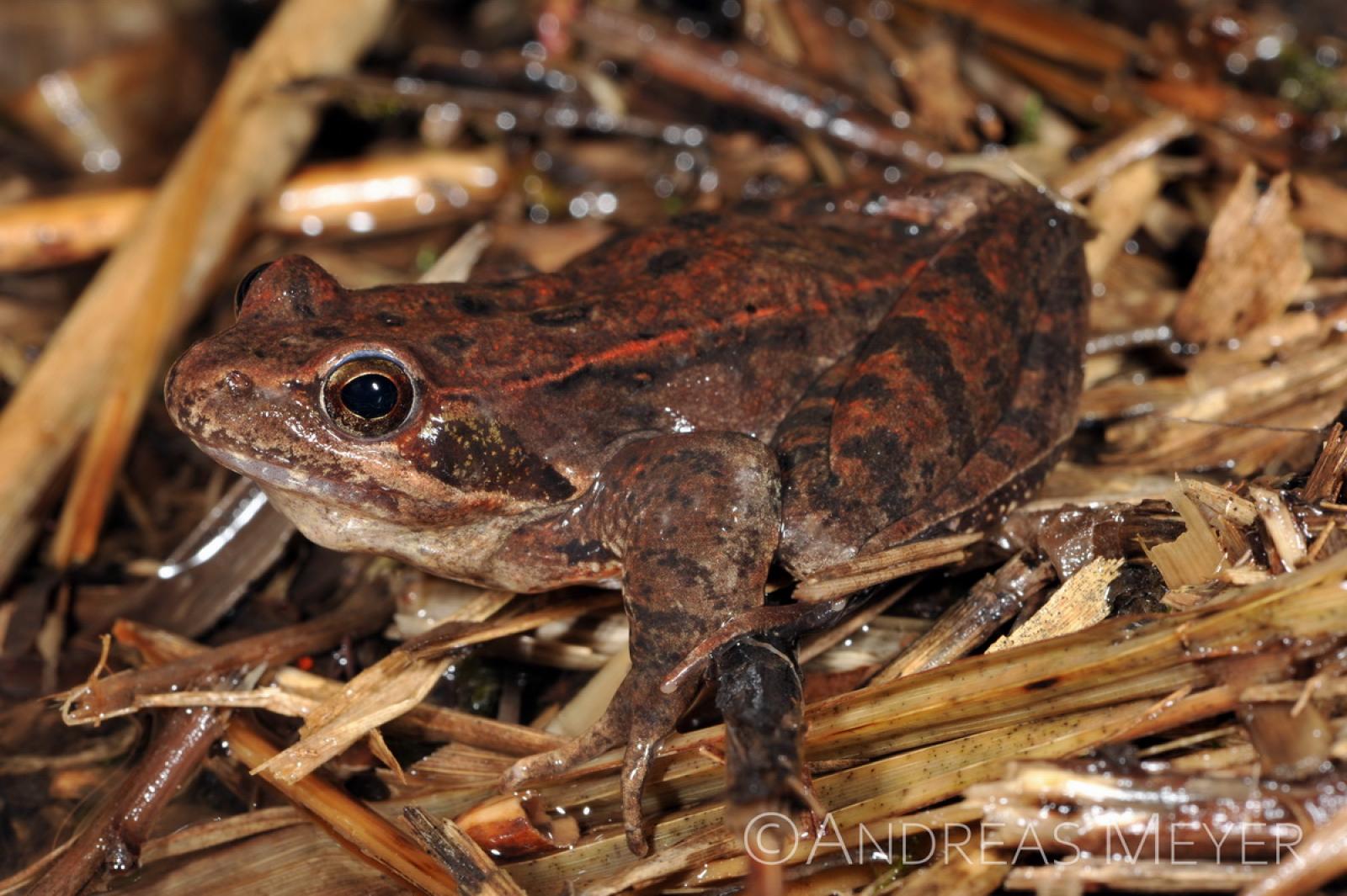 Grenouille brun clair dans l'herbe