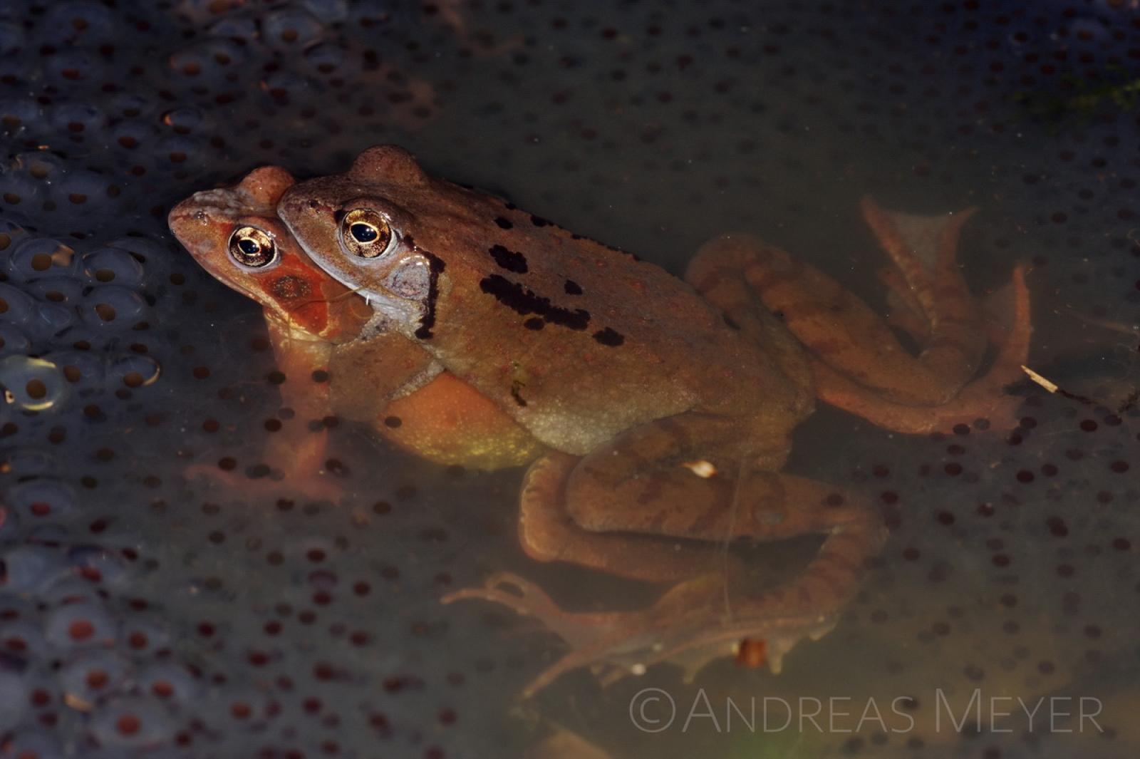 Frosch-Paar im Wasser