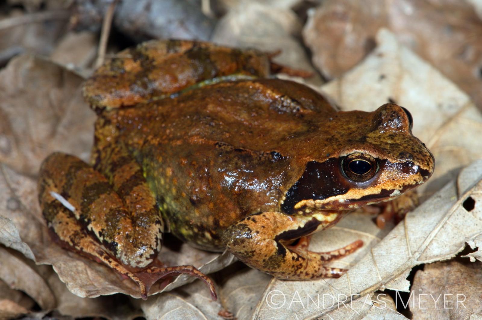 Brauner Frosch im Laub
