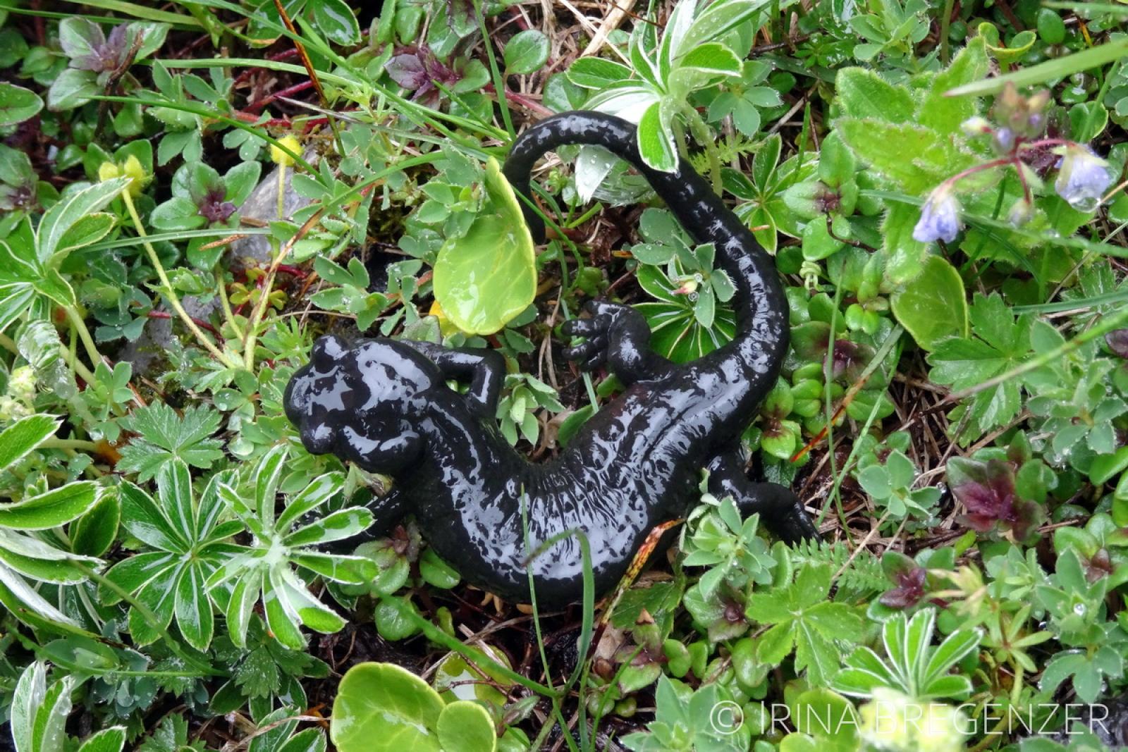 Schwarzer Salamander