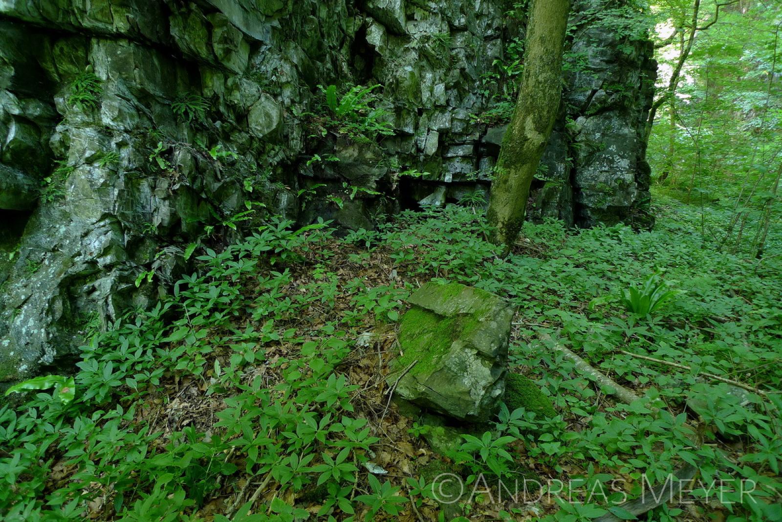 Laubwald