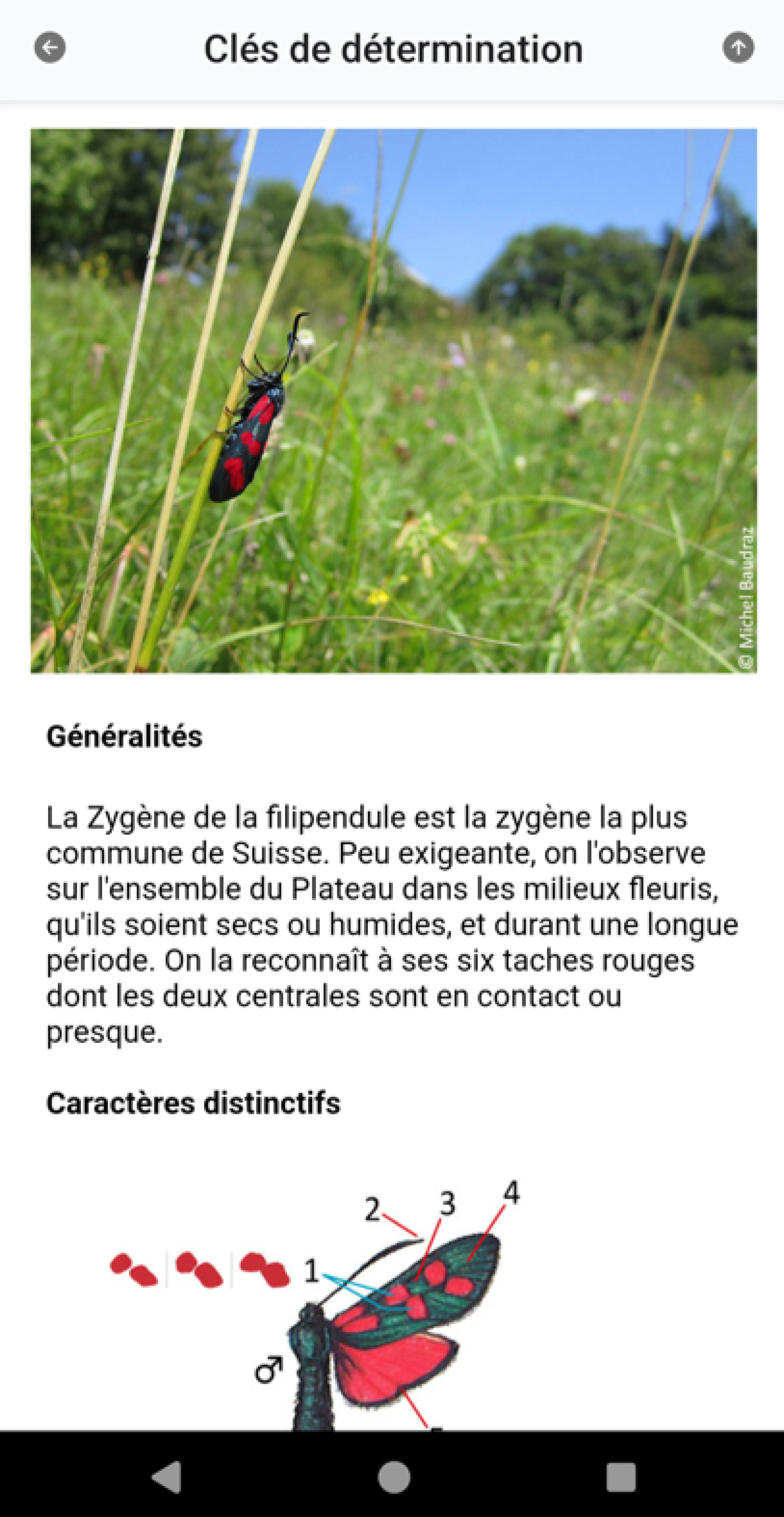 Fiche espèce dans Webfauna App
