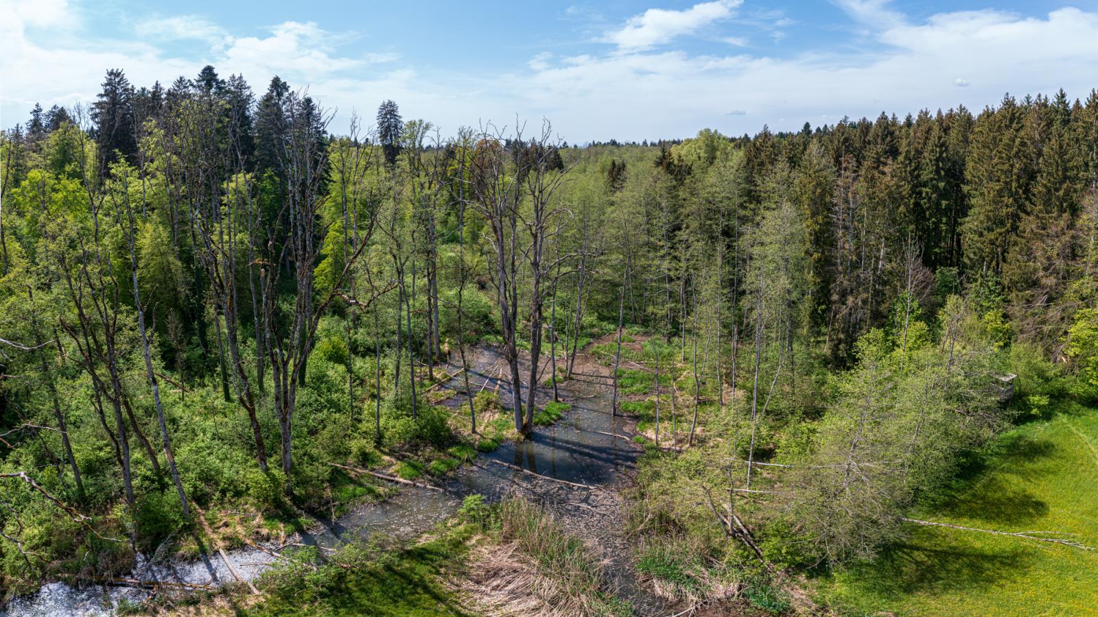 Territoire des castors à Hersiwil SO (© Christof Angst)