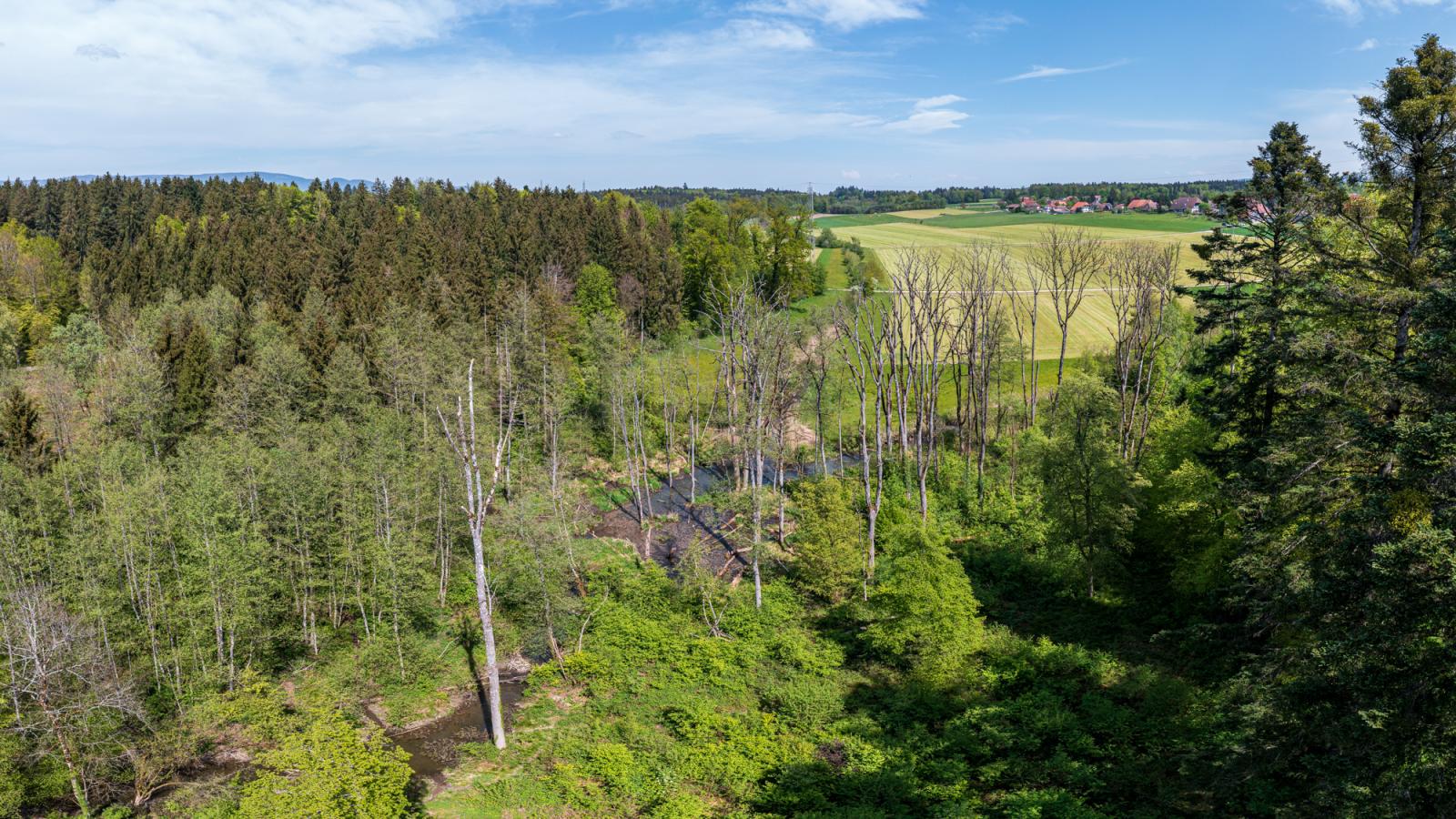 Territoire des castors à Hersiwil SO (© Christof Angst)