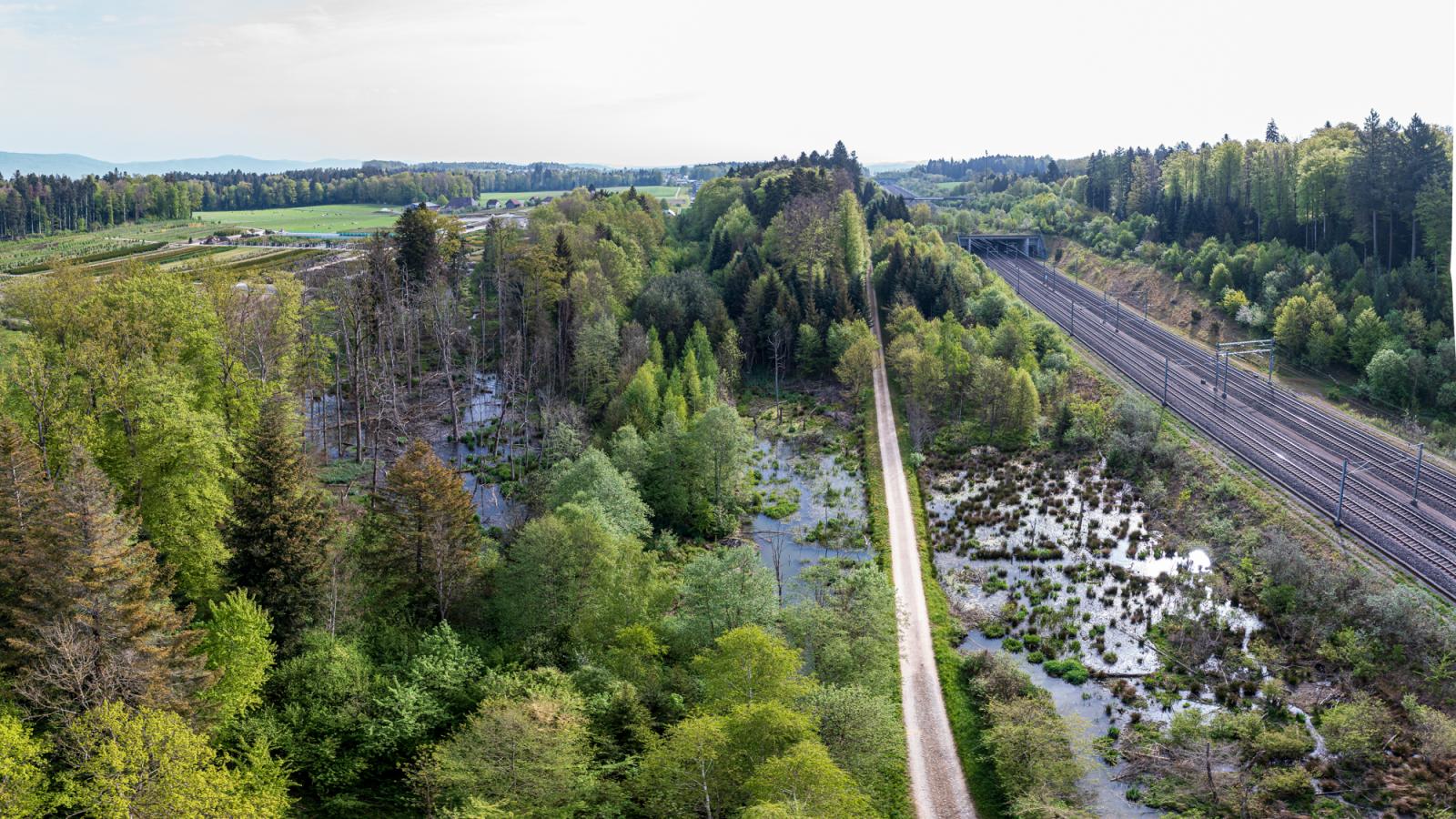 Biberrevier in Herzogenbuchsee