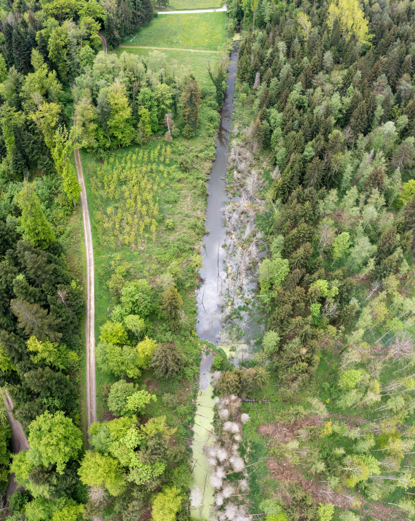 Territoire des castors à Haslibach BE (© Christof Angst)