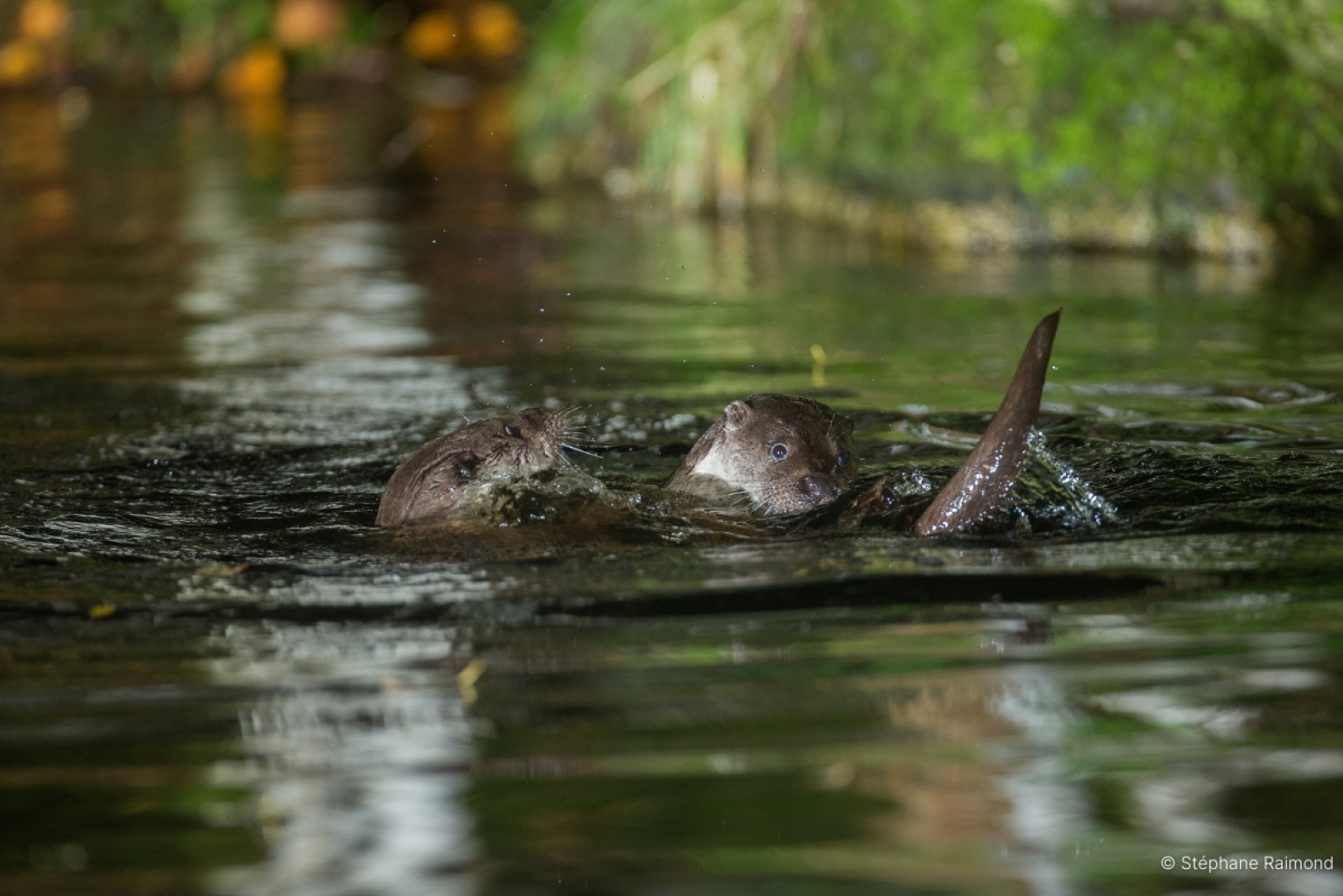 Deux loutres interagissant dans l’eau d’une rivière (© Stéphane Raimond)