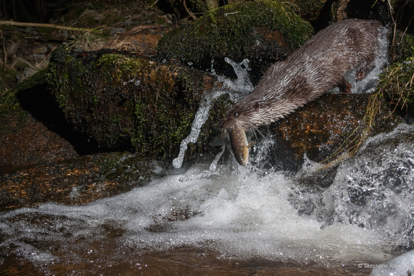 Loutre attrapant un poisson depuis une rive (© Stéphane Raimond)