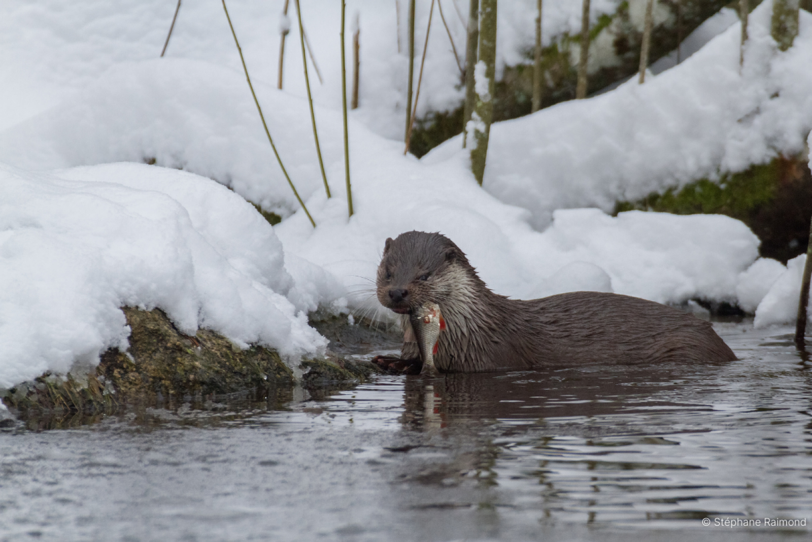 Une loutre en hiver attrapant un poisson (© Stéphane Raimond)