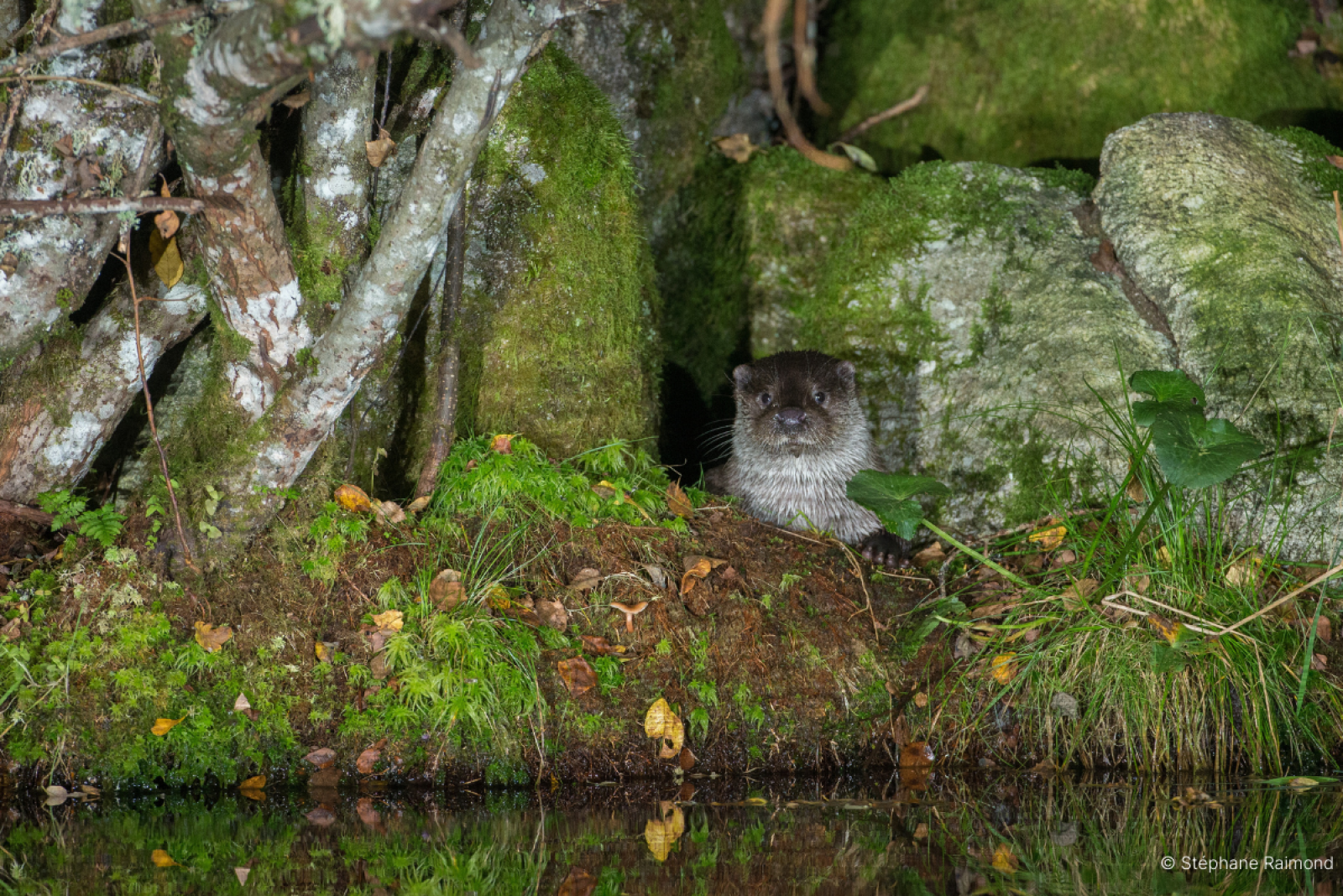 Loutre dans une cachette, sous un enchevêtrement de racines (© Stéphane Raimond)