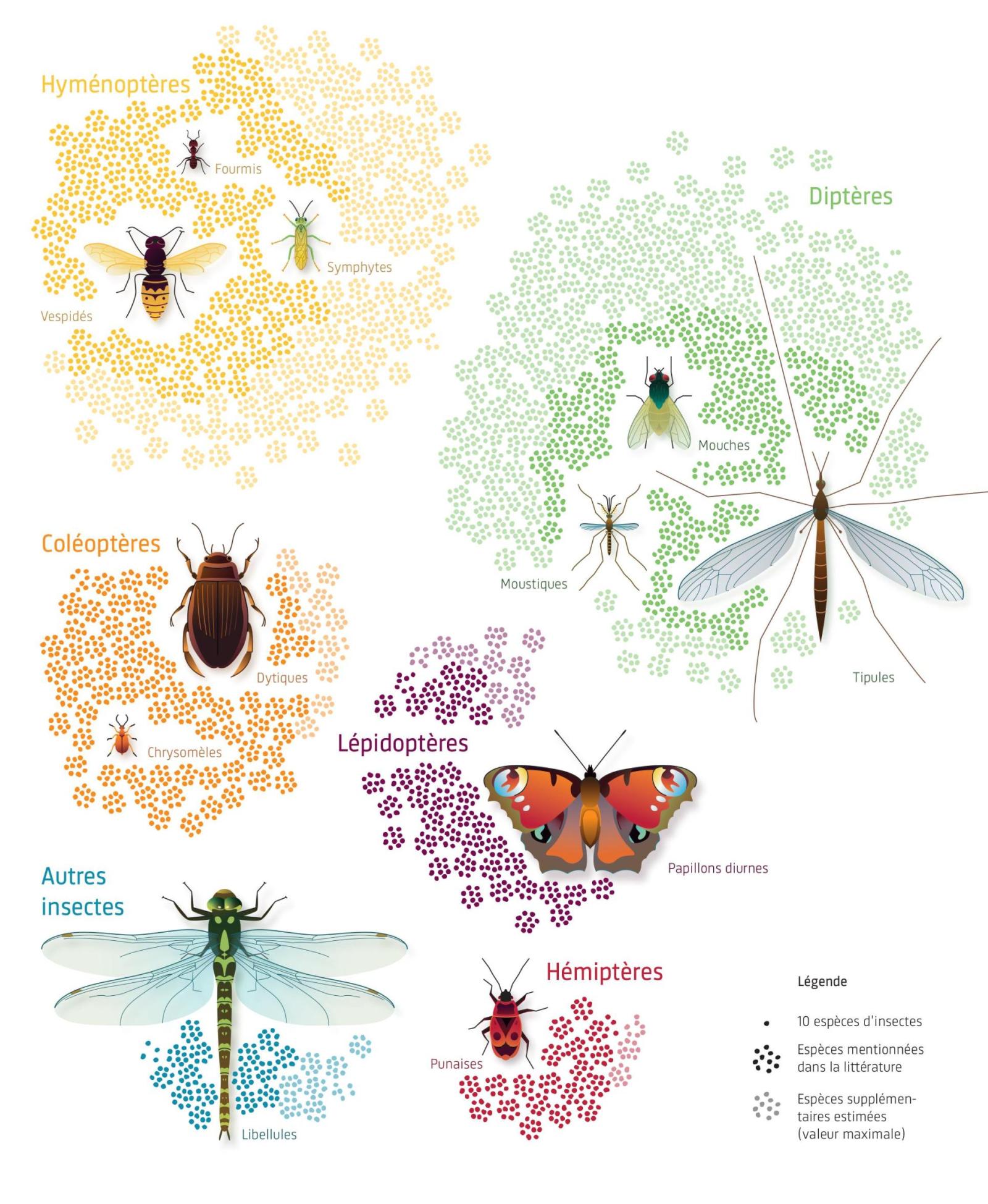 graphique montrant le nombre d'espèces par groupe d'insecte
