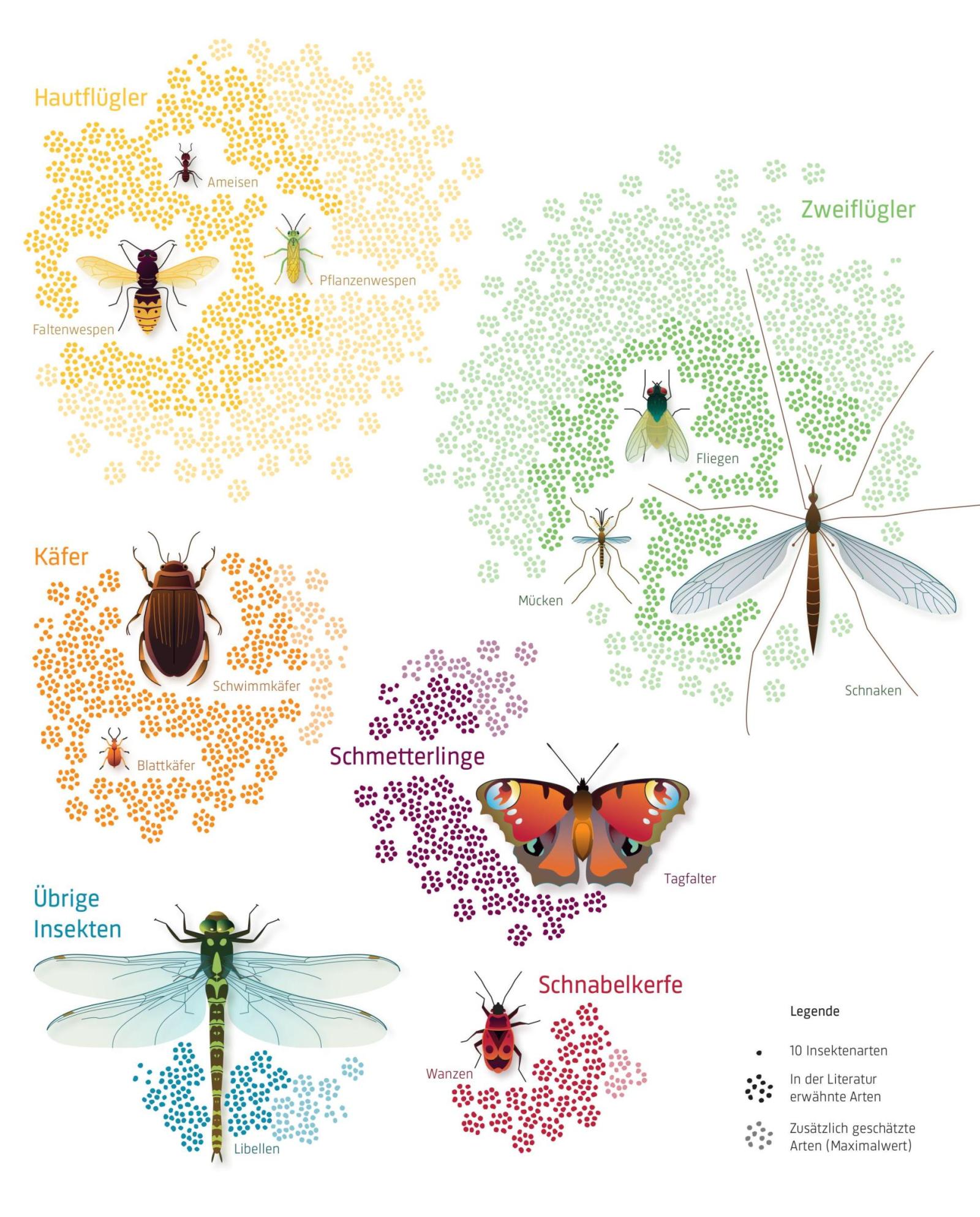 Grafik welche die Anzahl Arten pro Insektengruppe zeigt