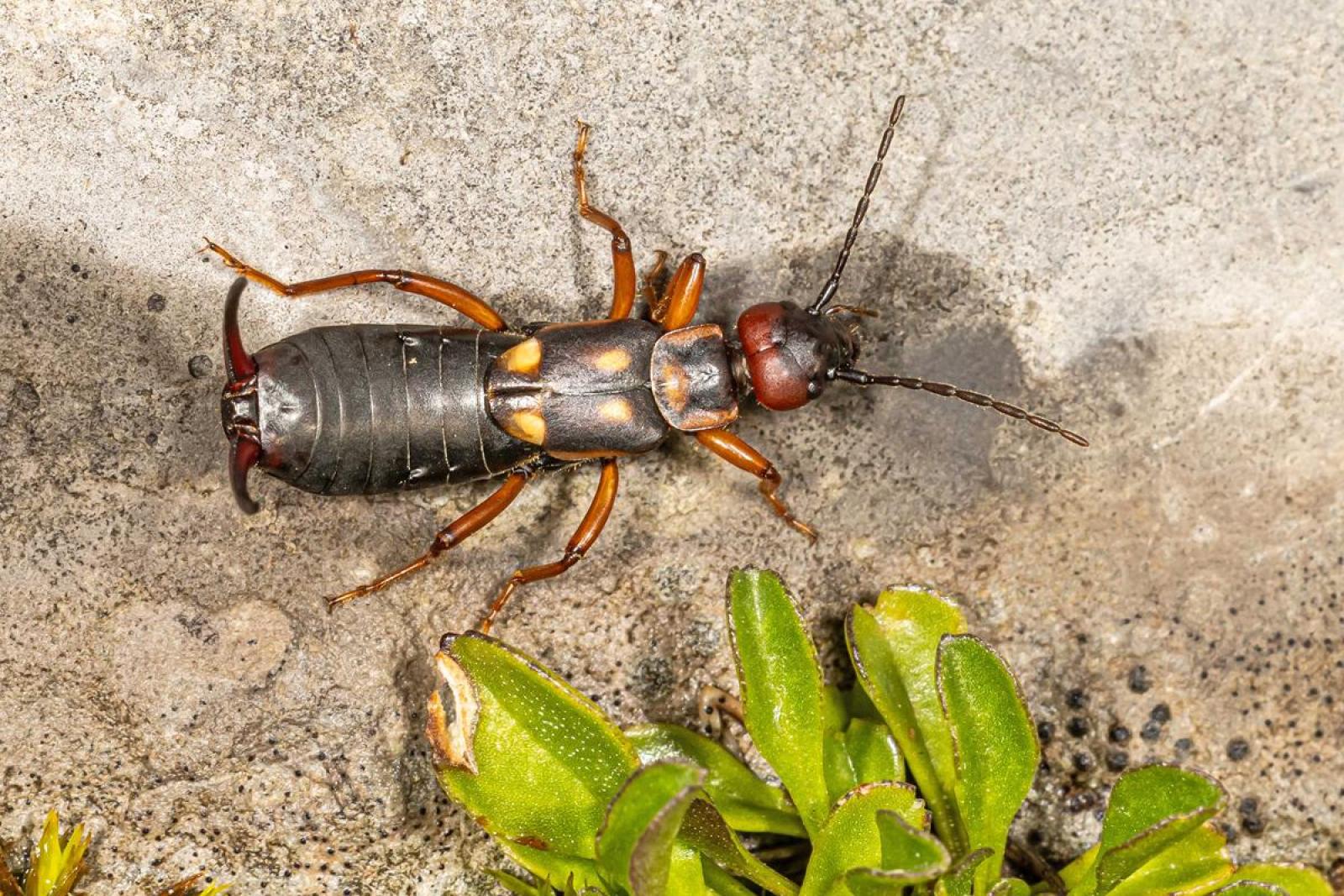 Insecte: forficule