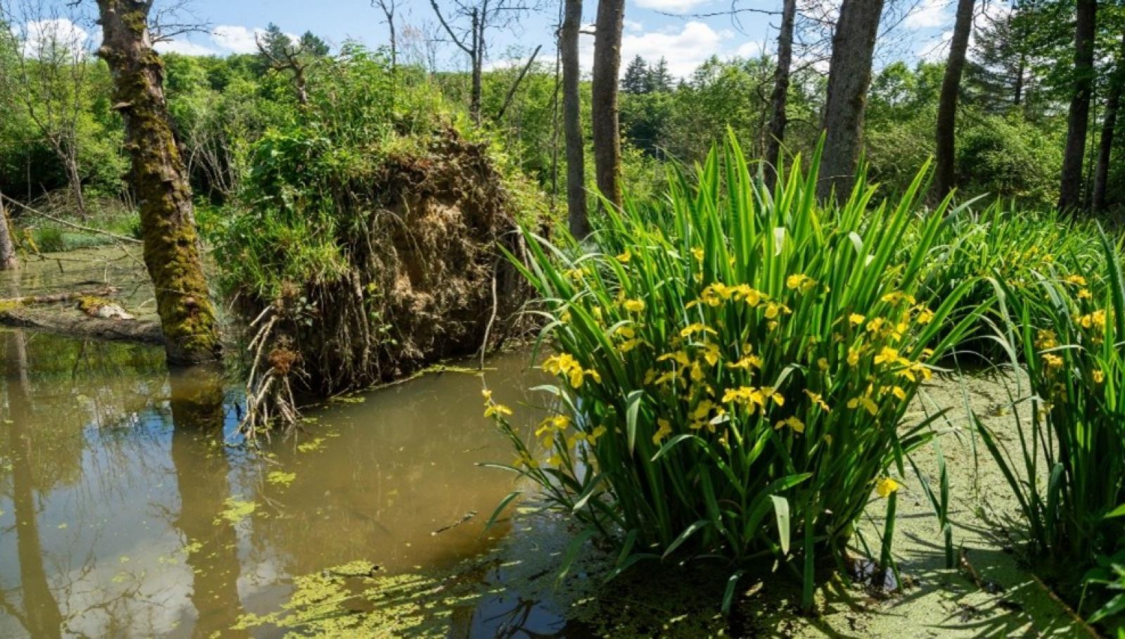 Arbre tombé dans un étang de castor