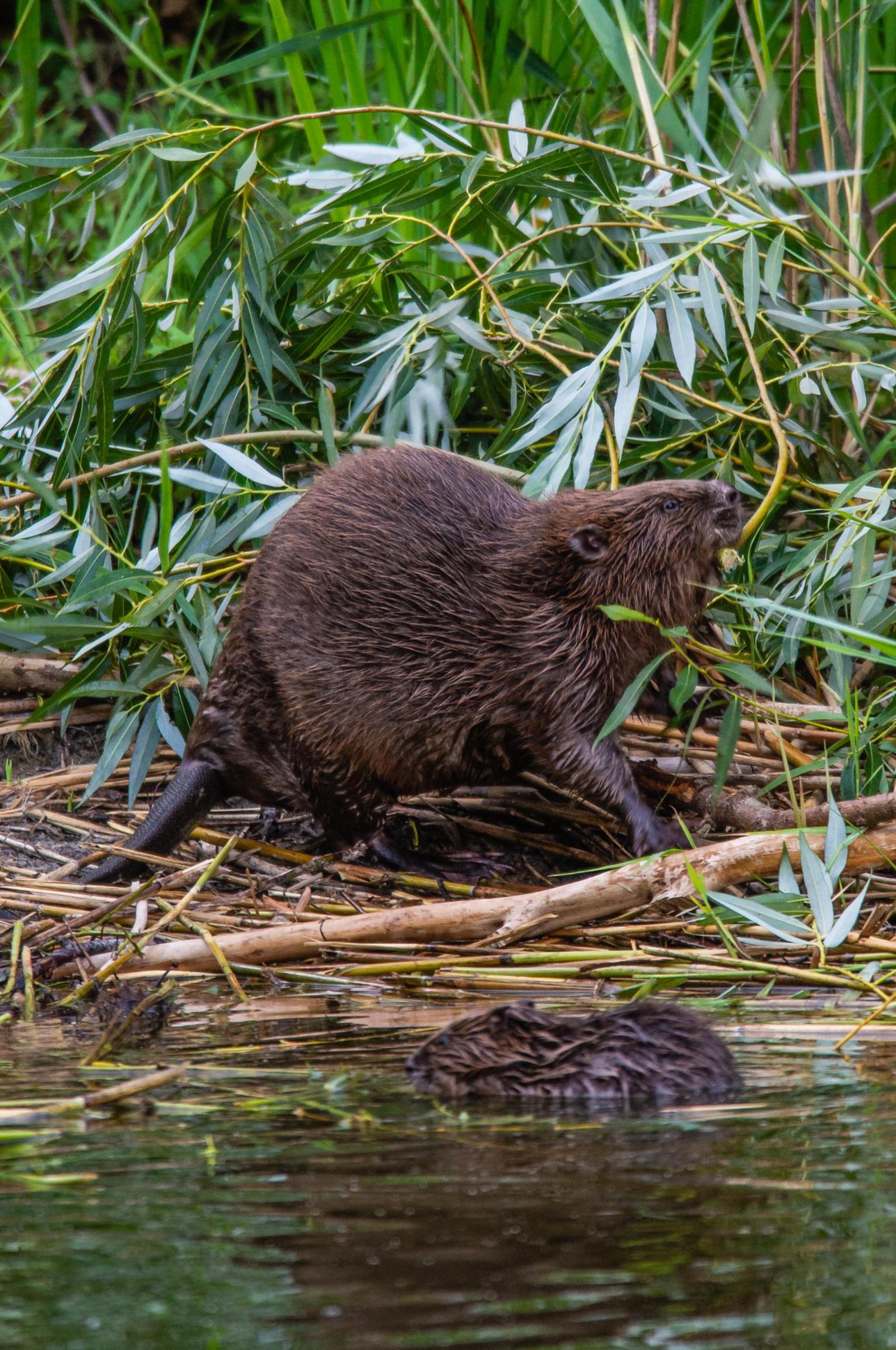 Femelle castor avec une branche (© Christof Angst)