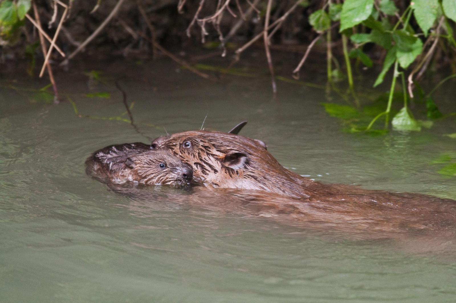 Femelle castor avec son petit (© Christof Angst)
