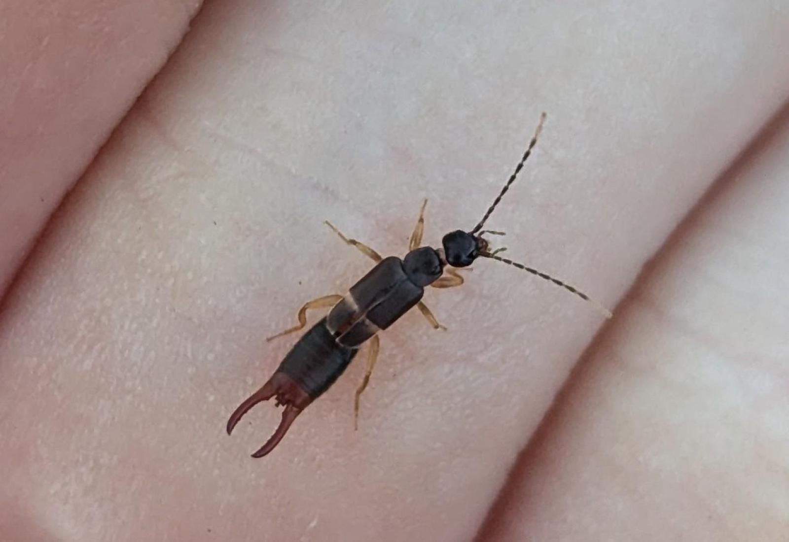 Insecte: forficule